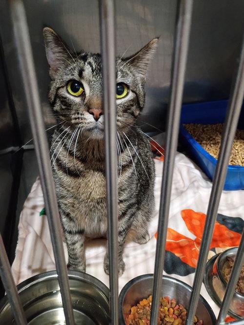 MALEFICIENT - Domestic Short Hair available for adoption