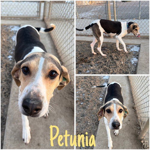 Petunia, an adoptable Hound in Pierceton , IN