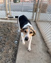 Petunia - Photo 2