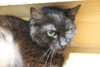 Hershey- SHOP CAT - Photo 1
