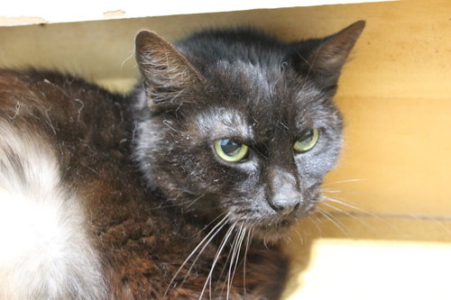 HERSHEY- SHOP CAT - Domestic Medium Hair available for adoption