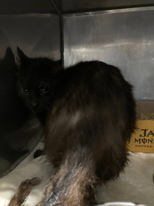 HERSHEY- SHOP CAT - Domestic Medium Hair available for adoption