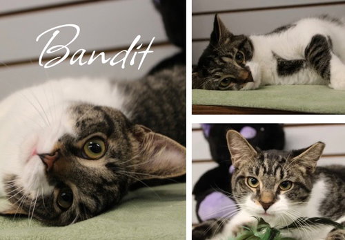 BANDIT