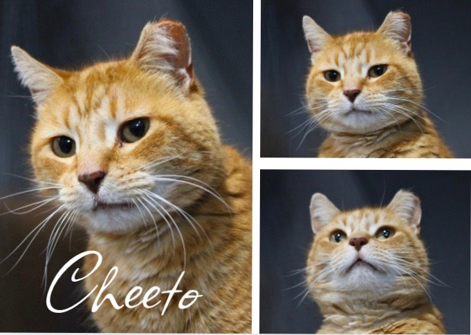 Cheeto- shop cat Image