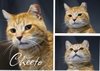 Cheeto- shop cat - Photo 1