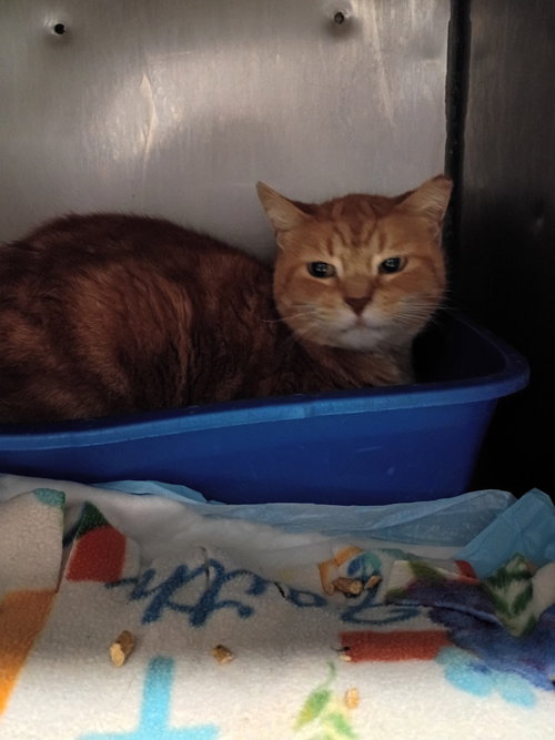 CHEETO- SHOP CAT - Domestic Short Hair available for adoption