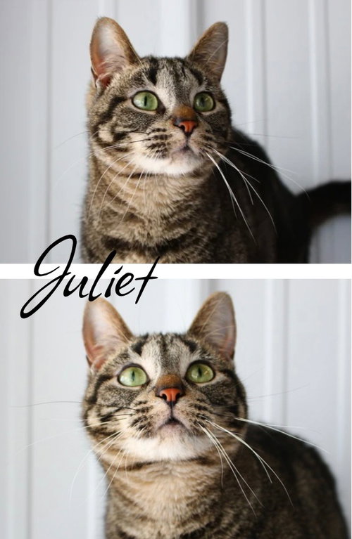 Juliet, an adoptable Domestic Short Hair in Pierceton , IN