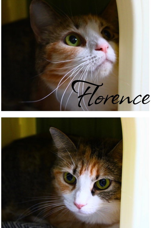 Florence, an adoptable Domestic Short Hair in Pierceton , IN