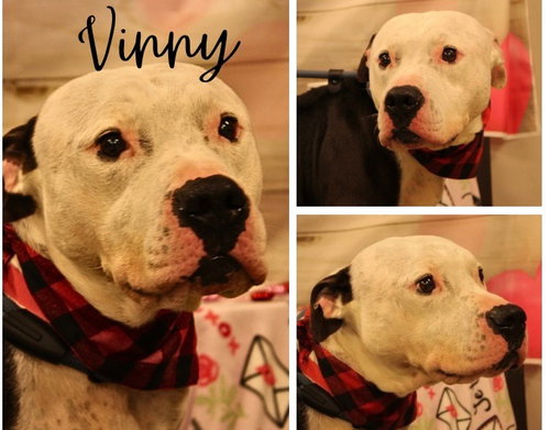 Vinny Fee Waived, an adoptable American Staffordshire Terrier in Pierceton , IN