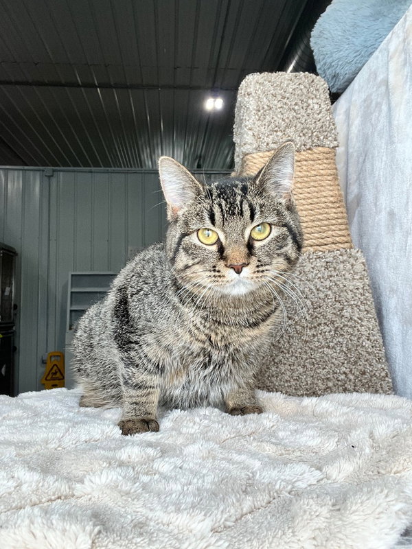 Purrito- LONG TERM 7*10*25