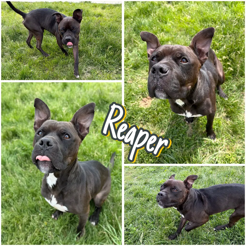 Reaper - Long Term Resident - Boxer