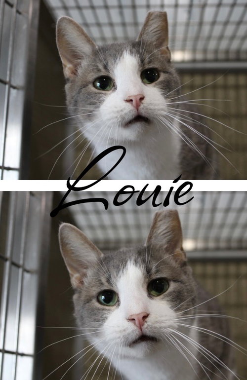 Louie- SHOP, an adoptable Domestic Short Hair in Pierceton , IN