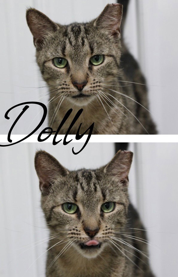 Dolly