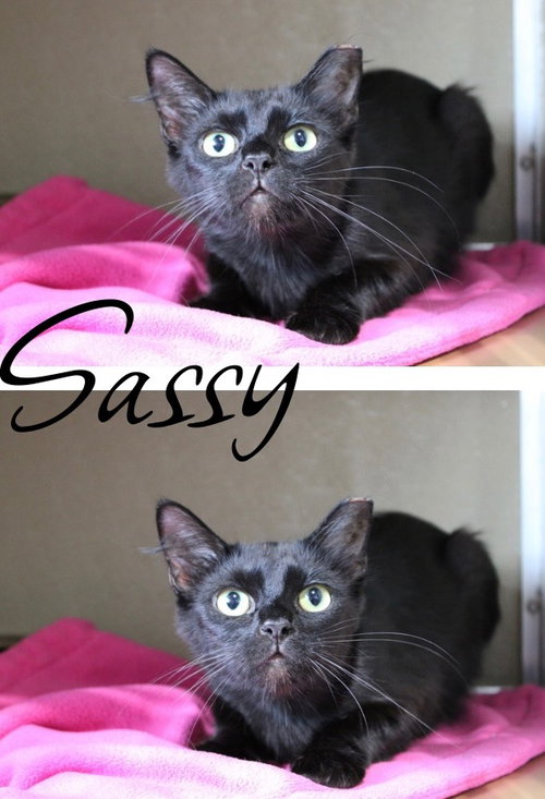 Sassy, Adult Domestic Short Hair / Mixed, cat for adoption in Pierceton, Indiana