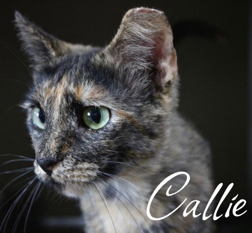 Callie