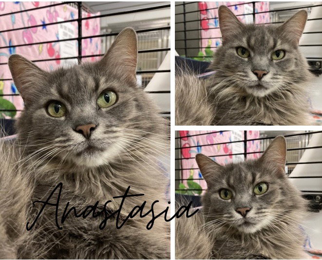 Anastasia