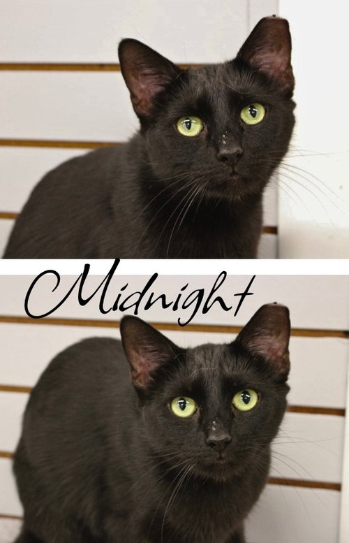 Midnight, an adoptable Domestic Short Hair in Pierceton , IN