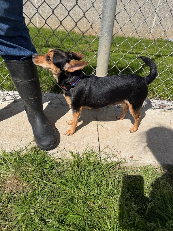 Nena