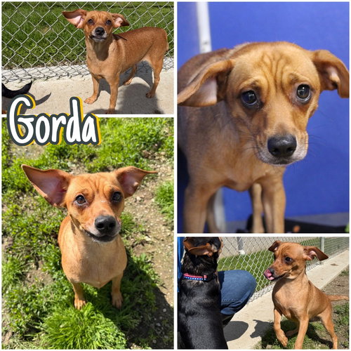 Gorda, an adoptable Chihuahua in Pierceton , IN