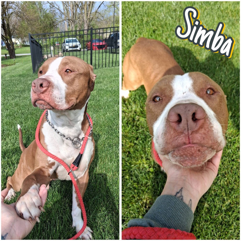 Simba