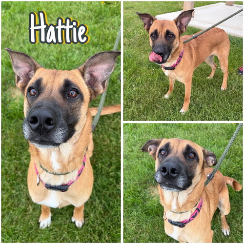 Hattie, an adoptable German Shepherd Dog in Pierceton , IN