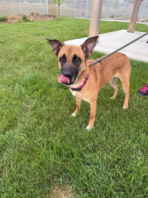 HATTIE - German Shepherd Dog available for adoption