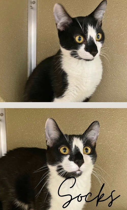 Socks, an adoptable Domestic Short Hair in Pierceton , IN