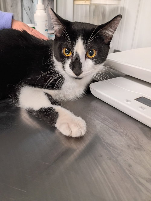 SOCKS - Domestic Short Hair available for adoption