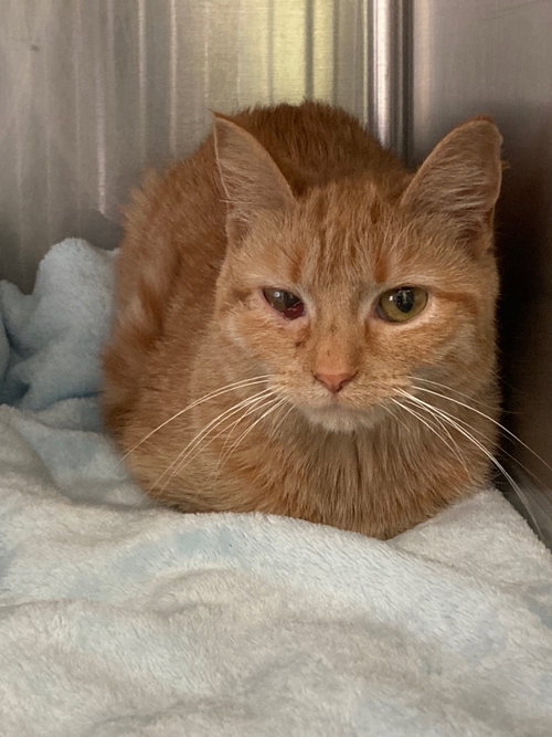 CAROLINA - Domestic Short Hair available for adoption