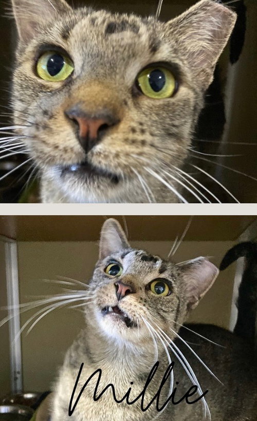 Millie, an adoptable Domestic Short Hair in Pierceton , IN