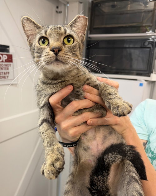 MILLIE - Domestic Short Hair available for adoption