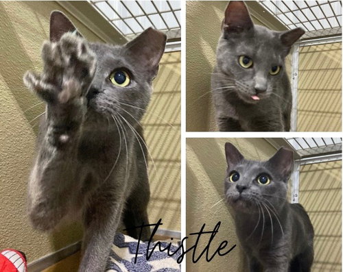 Thistle, an adoptable Domestic Short Hair in Pierceton , IN