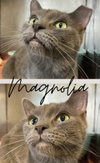 Magnolia - Photo 1