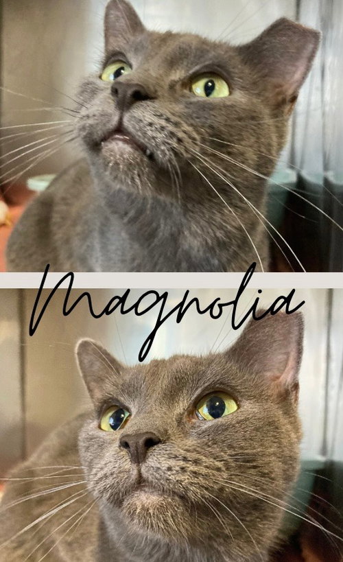 Magnolia, an adoptable Domestic Short Hair in Pierceton , IN