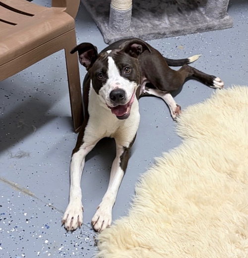 Noelle, an adoptable American Staffordshire Terrier in Pierceton , IN