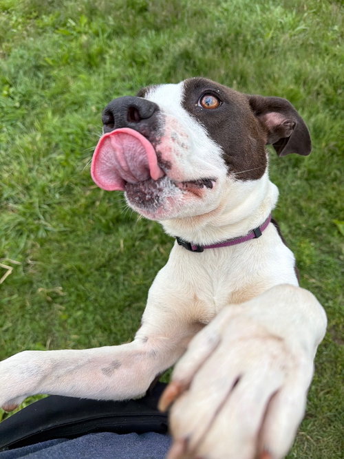 NOELLE - American Staffordshire Terrier available for adoption
