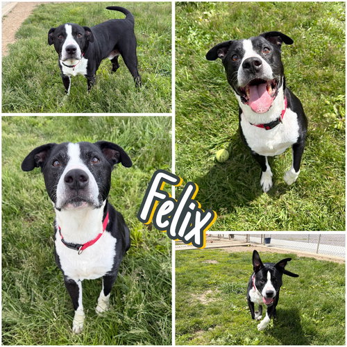Felix, an adoptable American Staffordshire Terrier in Pierceton , IN
