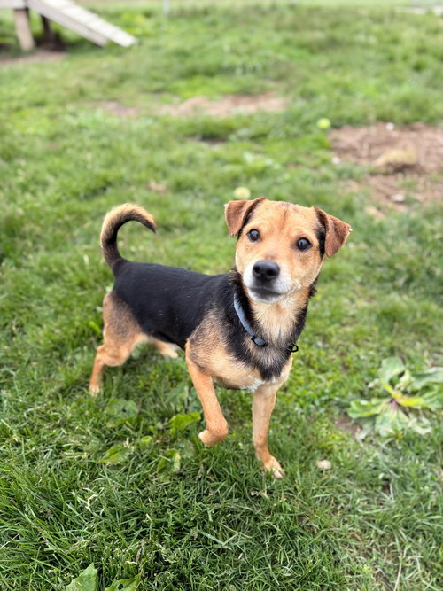 ANDY - Terrier available for adoption