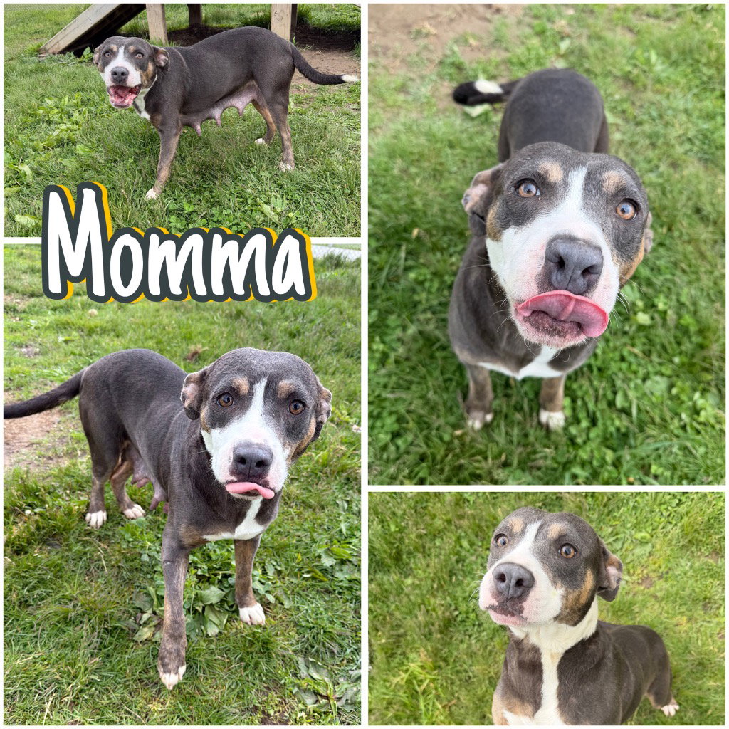 Momma Image