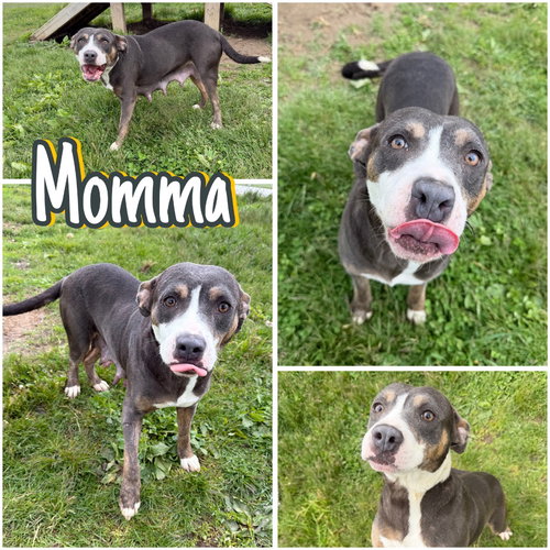 Momma, an adoptable American Staffordshire Terrier in Pierceton , IN
