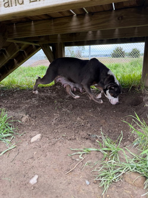 MOMMA - American Staffordshire Terrier available for adoption