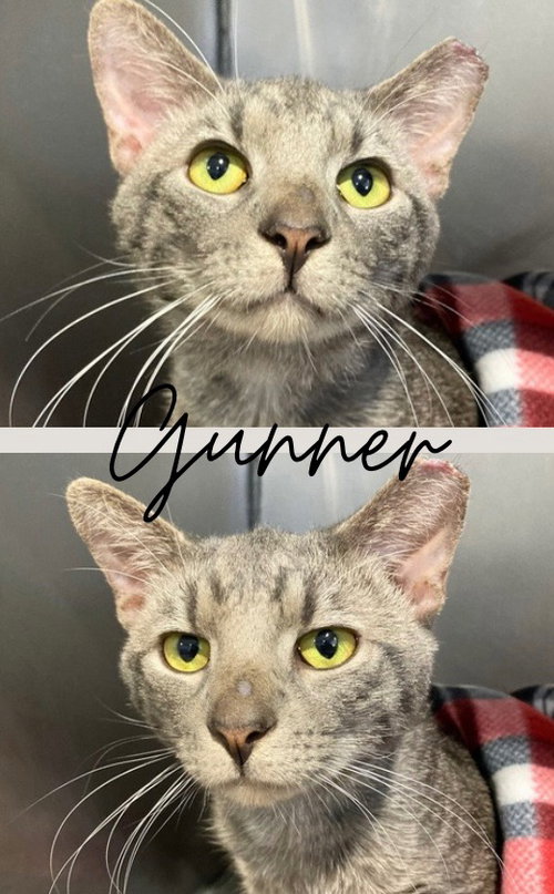 Gunner, an adoptable Domestic Short Hair in Pierceton , IN