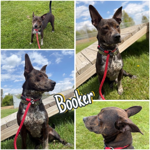 Booker, an adoptable Australian Cattle Dog in Pierceton , IN