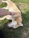 Max - Photo 4