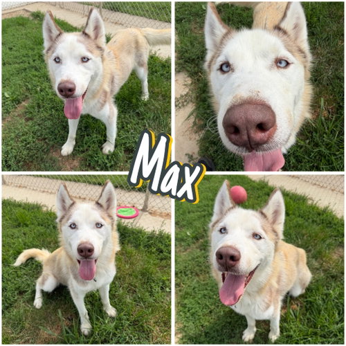 MAX - Husky for adoption in Fort Wayne