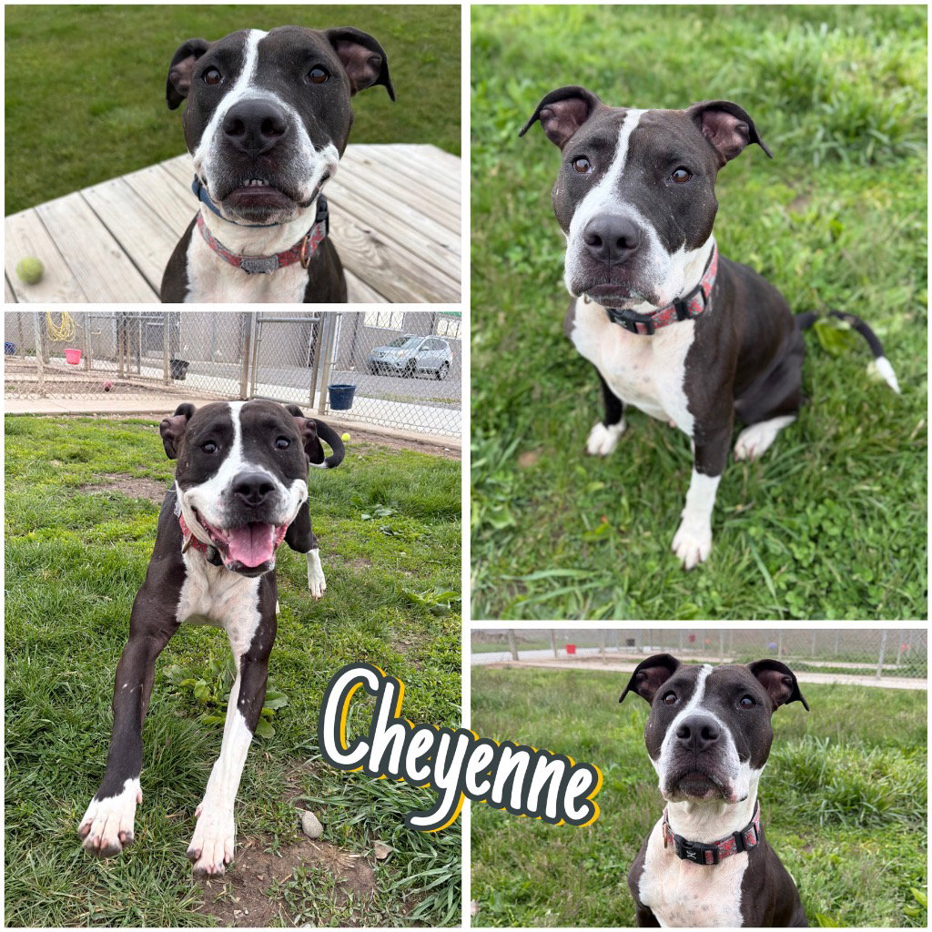 Cheyenne Image