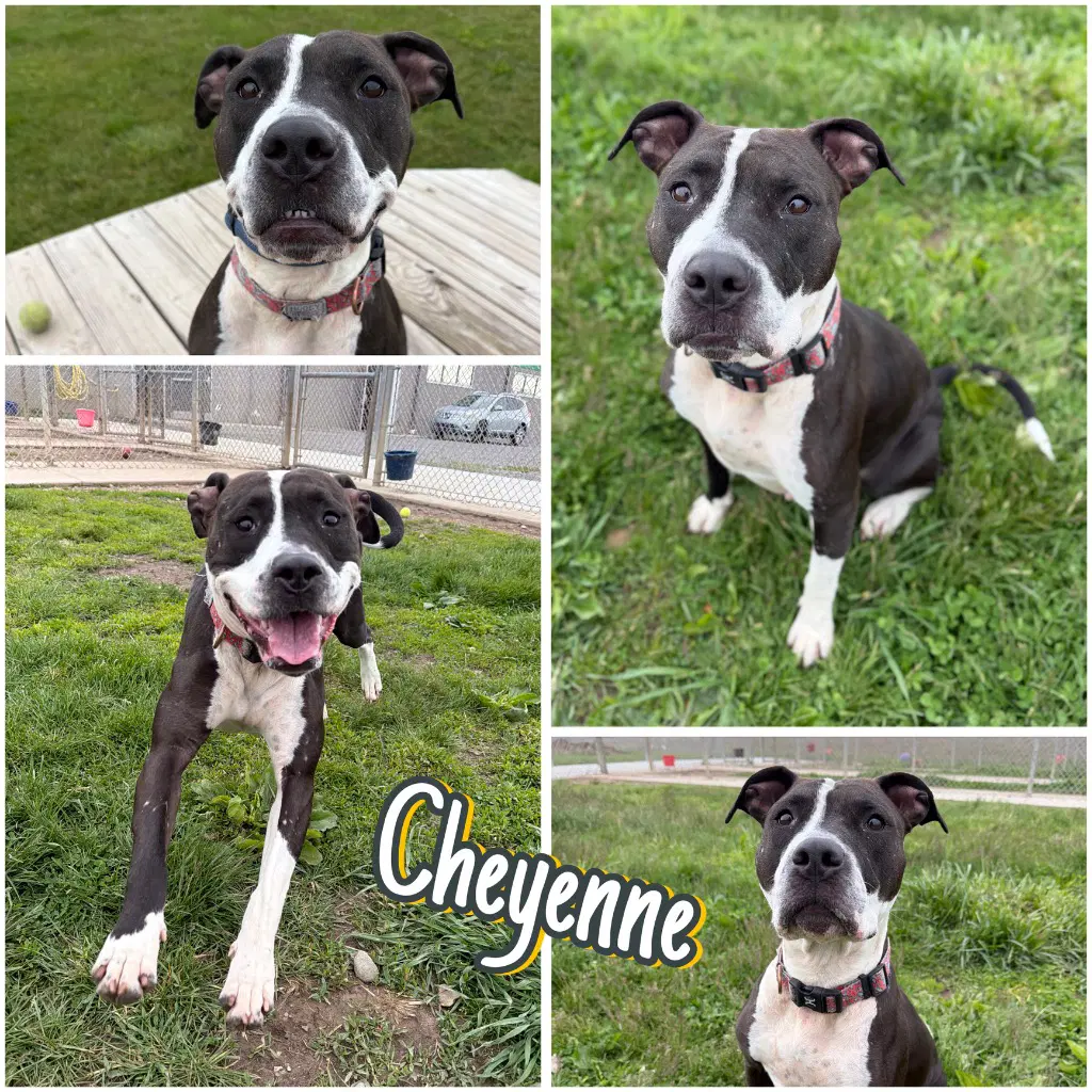 Cheyenne - American Staffordshire Terrier