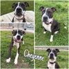 Cheyenne - Photo 1