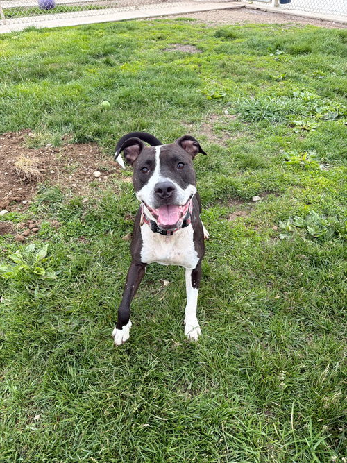 CHEYENNE - American Staffordshire Terrier available for adoption