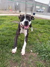 Cheyenne - Photo 3